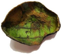 my avocado